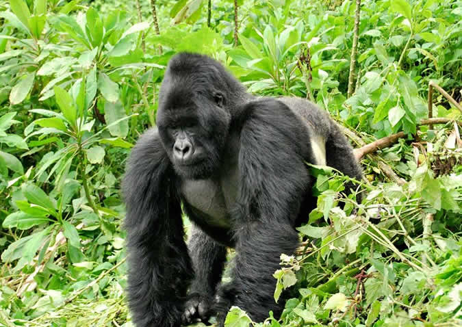 bwindi silverback gorilla
