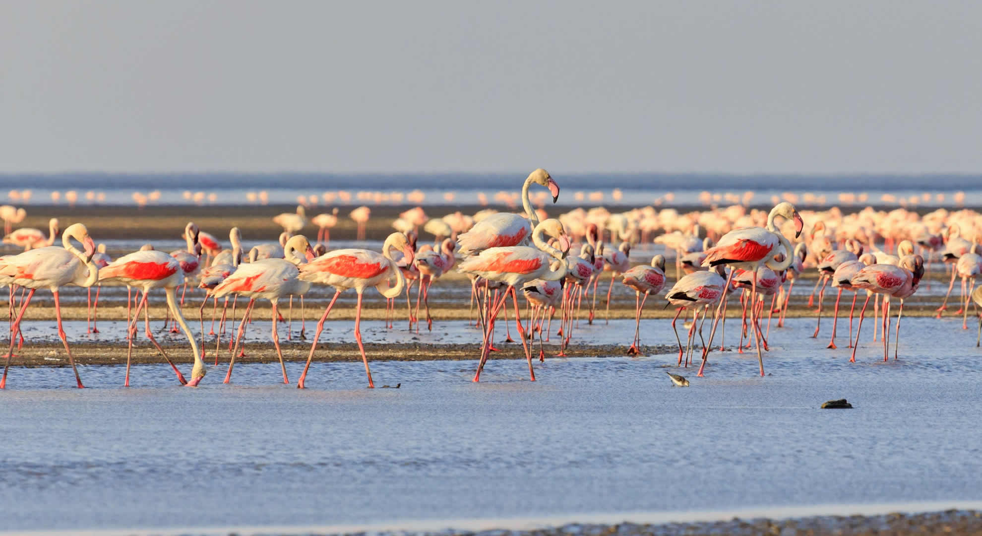 lake natron