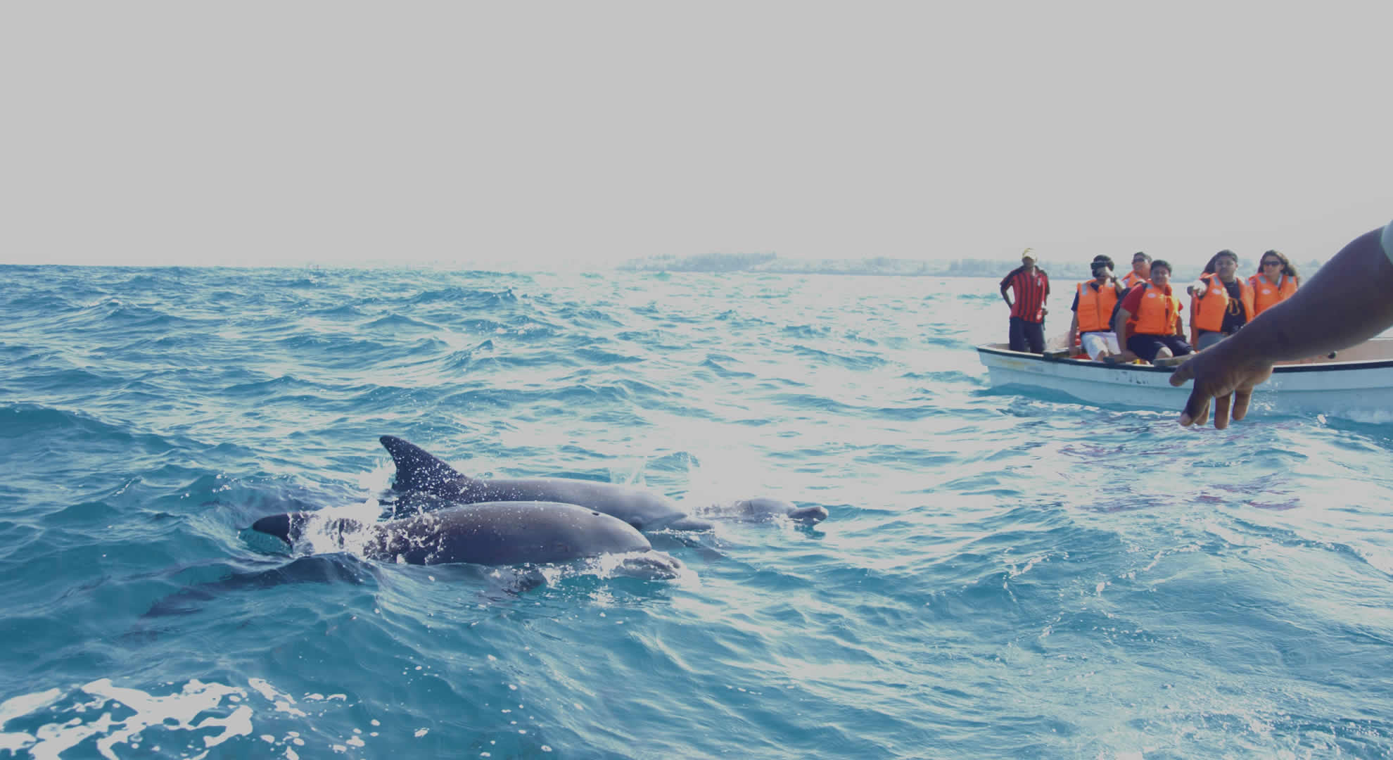 zanzibar dolphin tour